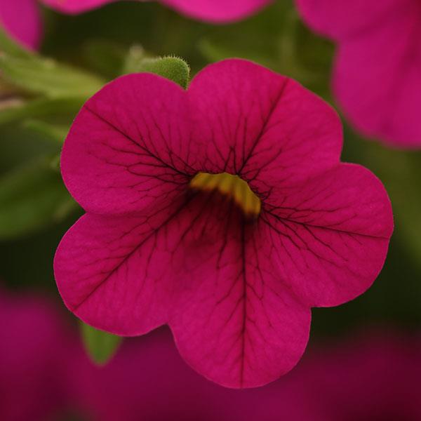 Cabaret® Neon Rose Calibrachoa - Bloom