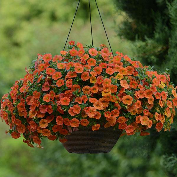 Cabaret® Orange Calibrachoa - Basket