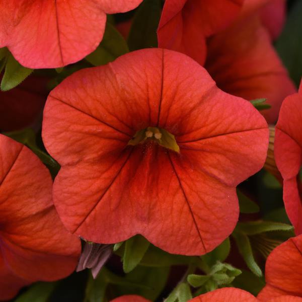 Cabaret® Orange Calibrachoa - Bloom