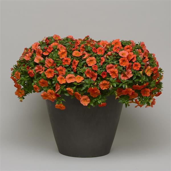 Cabaret® Orange Calibrachoa - Container