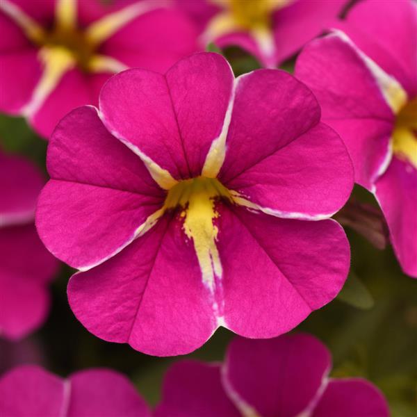 Cabaret® Pink Star Calibrachoa - Bloom