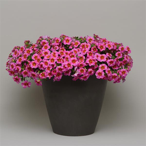 Cabaret® Pink Star Calibrachoa - Container