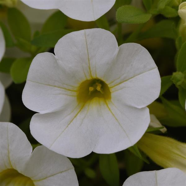 Cabaret® White Calibrachoa - Bloom