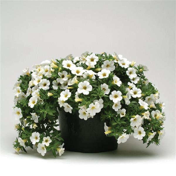 Cabaret® White Calibrachoa - Container