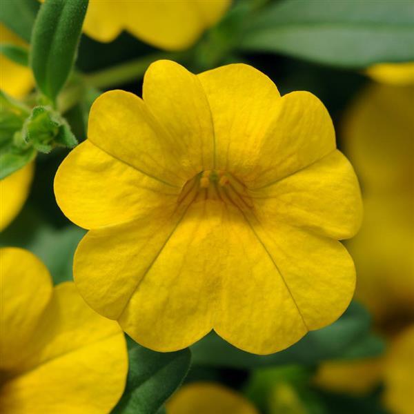 Cabaret® Deep Yellow Calibrachoa - Bloom