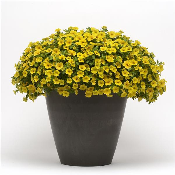 Cabaret® Deep Yellow Calibrachoa - Container