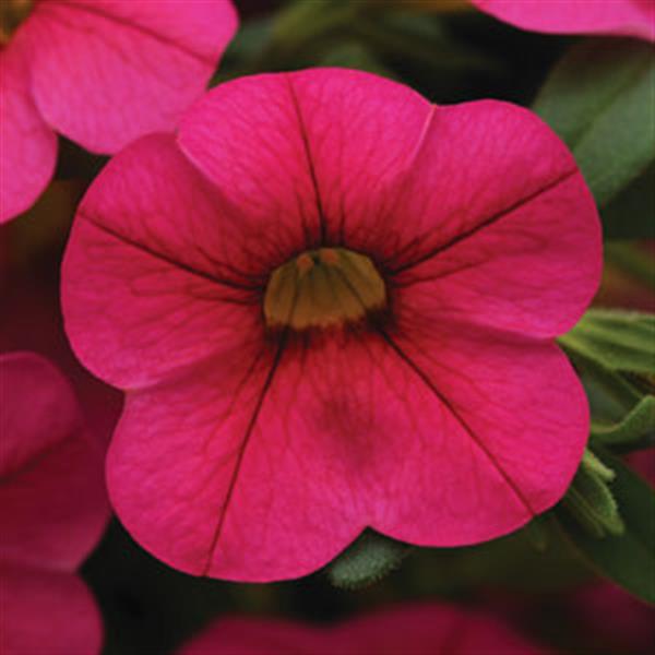 Cabaret® Hot Pink Calibrachoa - Bloom