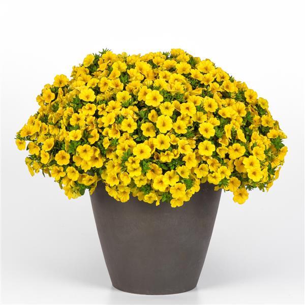 Cabaret® Yellow Improved Calibrachoa - Container