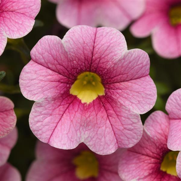 Cabaret® Strawberry Parfait Calibrachoa - Bloom