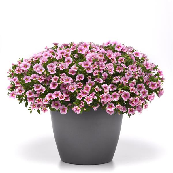 Cabaret® Strawberry Parfait Calibrachoa - Container