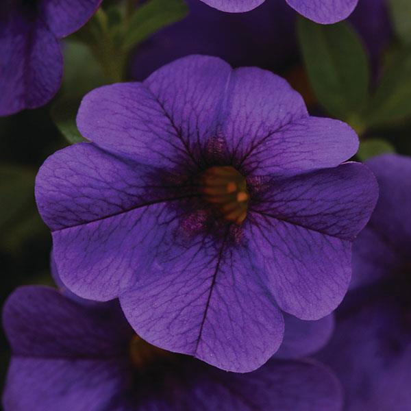 Cabaret® Deep Blue Calibrachoa - Bloom