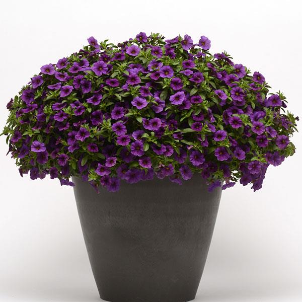 Cabaret® Deep Blue Calibrachoa - Container