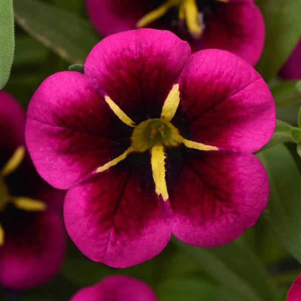 Cabaret® Good Night Kiss Calibrachoa - Bloom