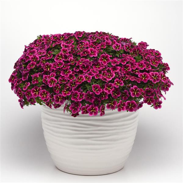 Cabaret® Good Night Kiss Calibrachoa - Container