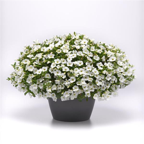 Cabaret® Bright White Calibrachoa - Container