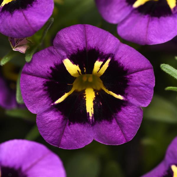 Cabaret® Midnight Kiss Calibrachoa - Bloom