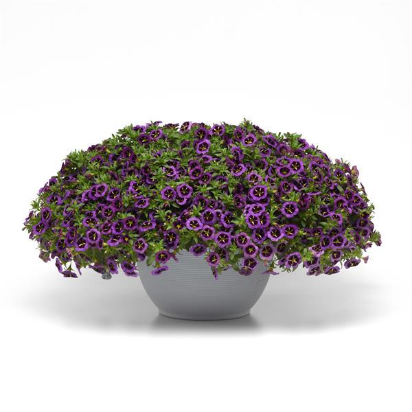 Cabaret® Midnight Kiss Calibrachoa - Container