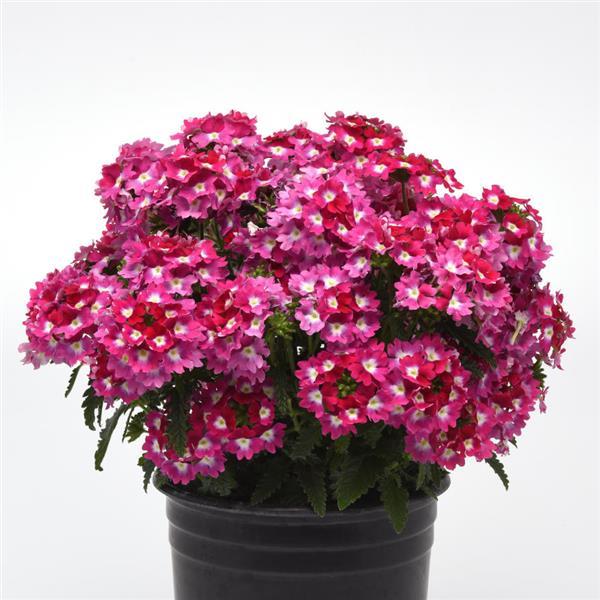 Cadet Upright™ Hot Pink Wink Verbena - Container