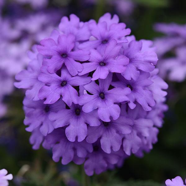 EnduraScape™ Blue Verbena - Bloom