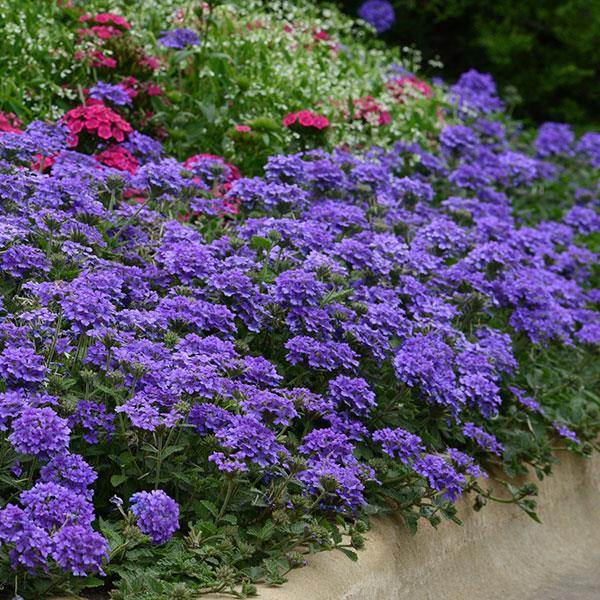 EnduraScape™ Blue Verbena - Landscape