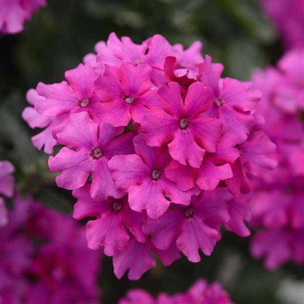 EnduraScape™ Magenta Verbena - Bloom