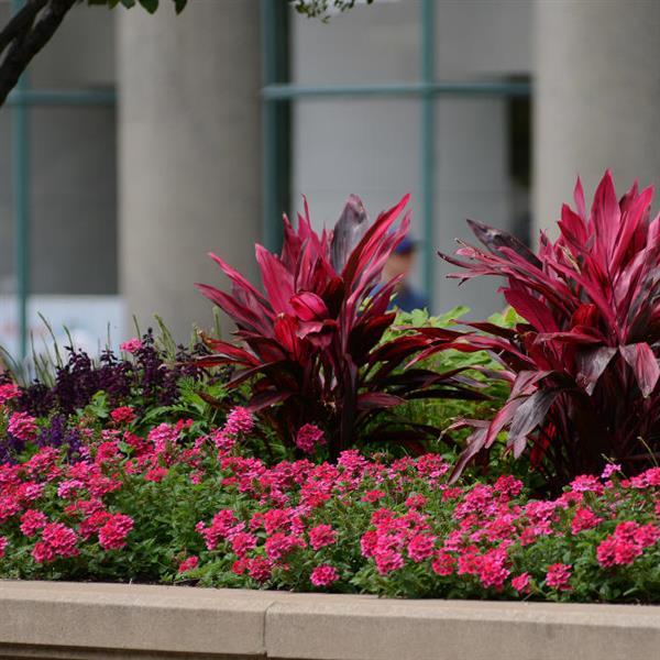 EnduraScape™ Magenta Verbena - Commercial Landscape 1