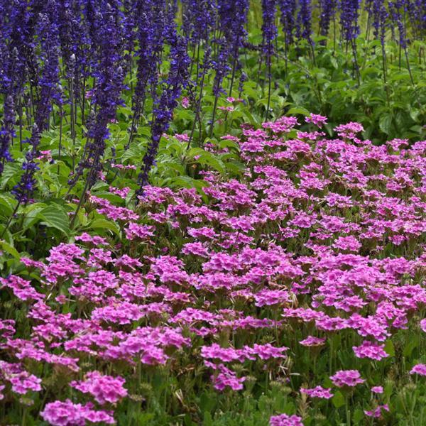 EnduraScape™ Pink Bicolor Verbena - Commercial Landscape 1