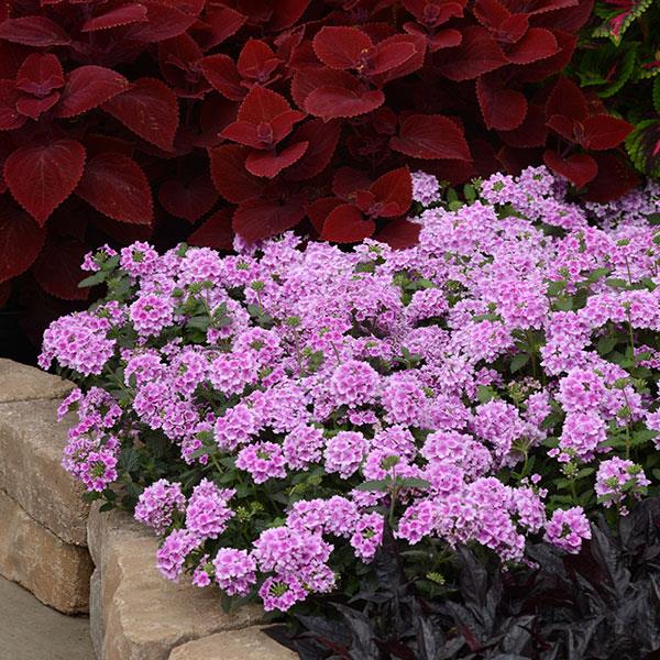 EnduraScape™ Pink Bicolor Verbena - Landscape