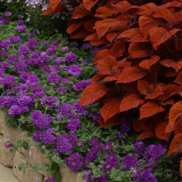 EnduraScape™ Purple Verbena - Commercial Landscape 1