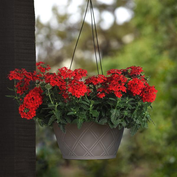 EnduraScape™ Red Verbena - Basket