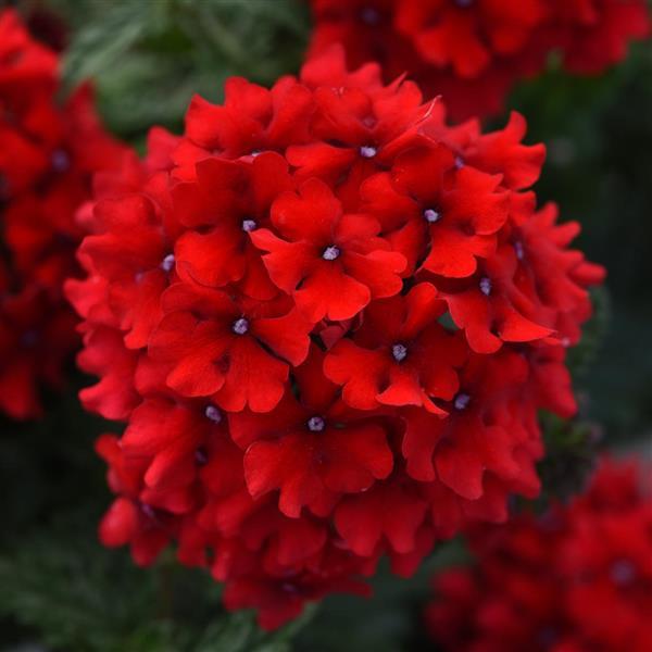 EnduraScape™ Red Verbena - Bloom