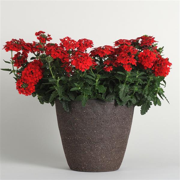 EnduraScape™ Red Verbena - Container