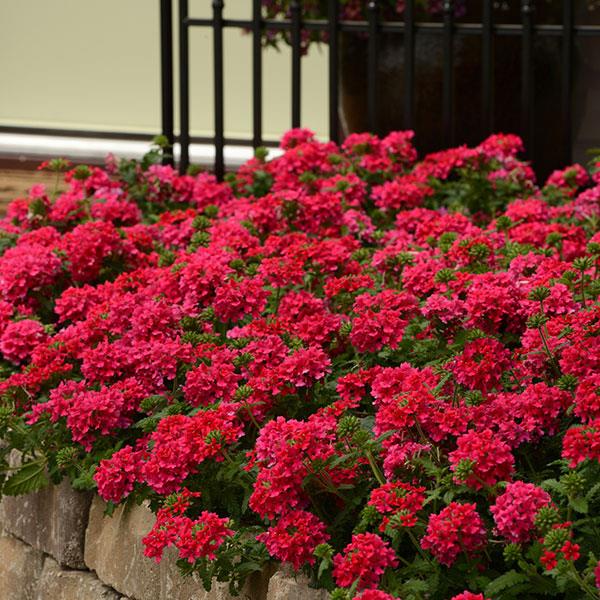 EnduraScape™ Hot Pink Verbena - Landscape