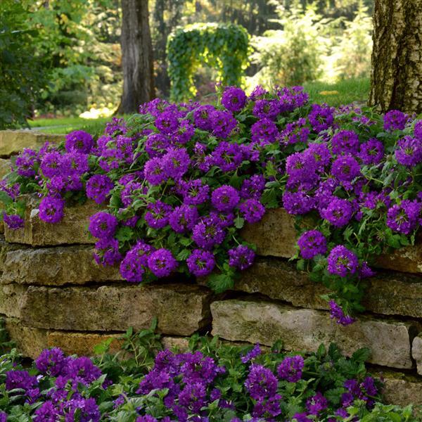 EnduraScape™ Dark Purple Verbena - Commercial Landscape 1