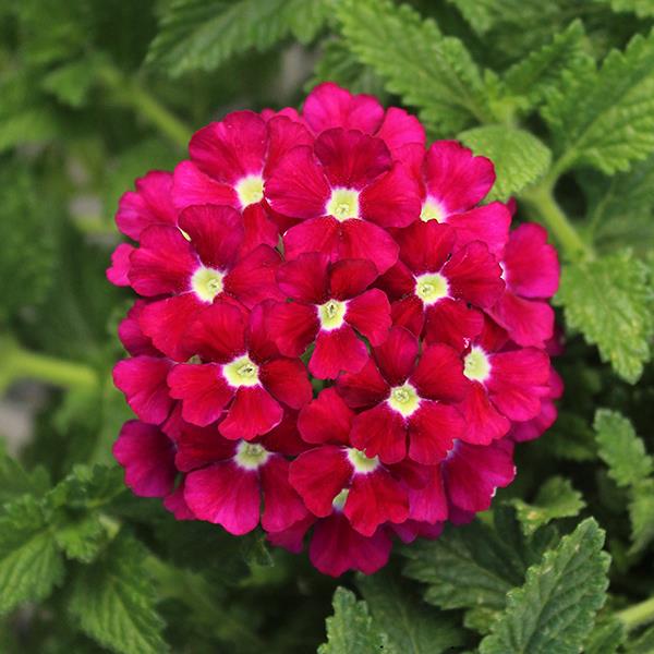 Firehouse™ Burgundy Verbena - Bloom