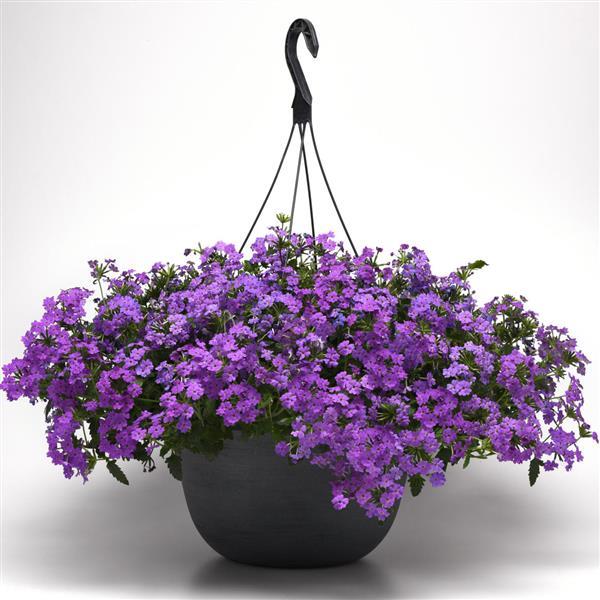 Firehouse™ Grape Verbena - Basket