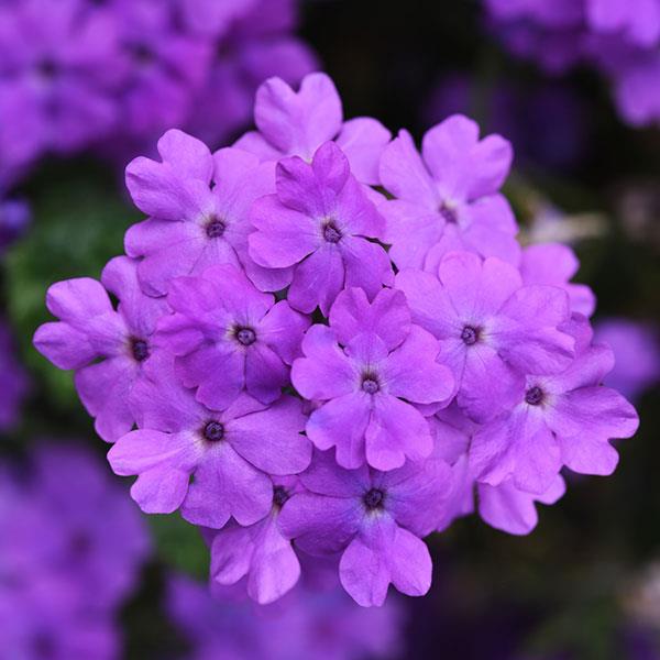 Firehouse™ Grape Verbena - Bloom