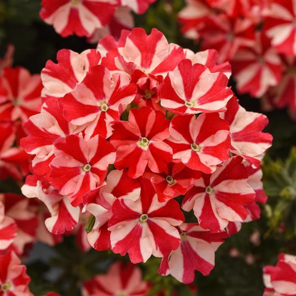 Firehouse™ Peppermint Verbena - Bloom