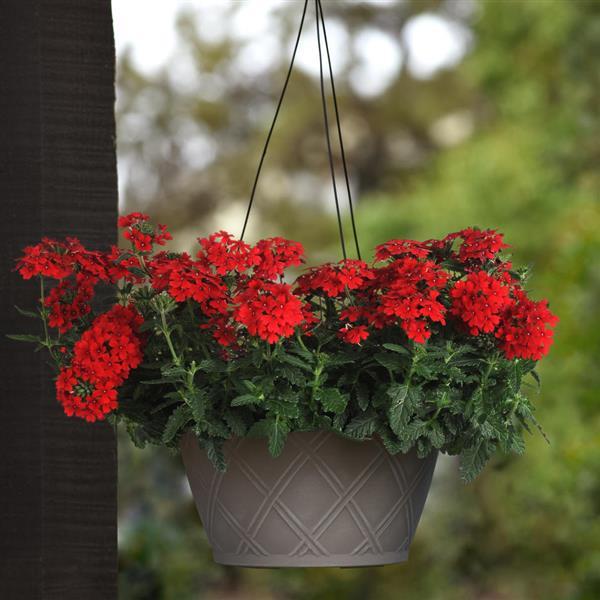 Firehouse™ Red Verbena - Basket