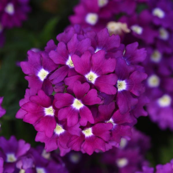 Firehouse™ Violet Wink Verbena - Bloom