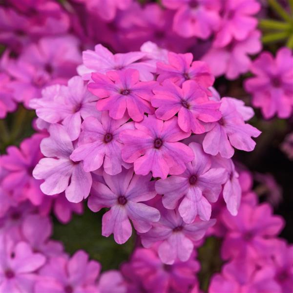 Firehouse™ Light Pink Improved Verbena - Bloom