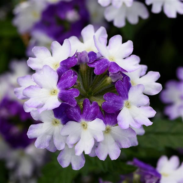 Firehouse™ Blue Fizz Verbena - Bloom