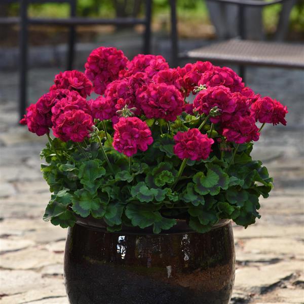 Galaxy™ Violet Zonal Geranium - Container