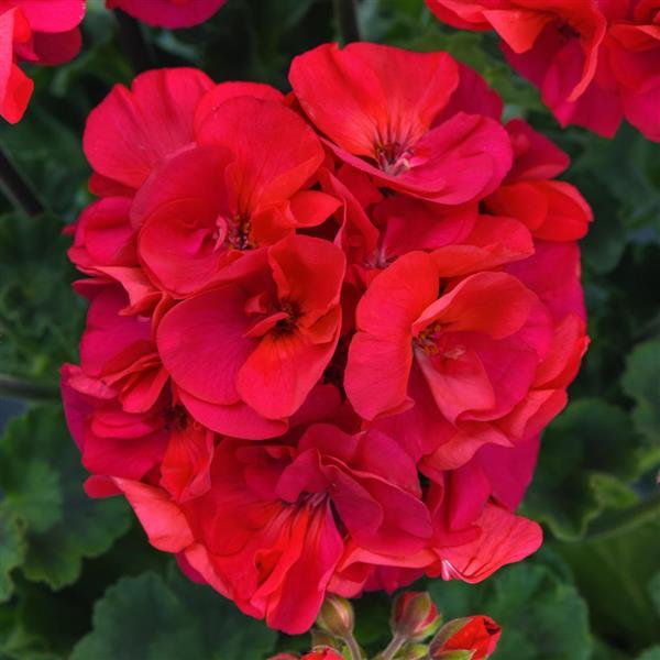 Presto™ Fuchsia Zonal Geranium - Bloom