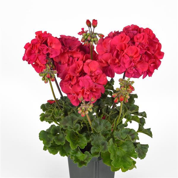 Presto™ Fuchsia Zonal Geranium - Container