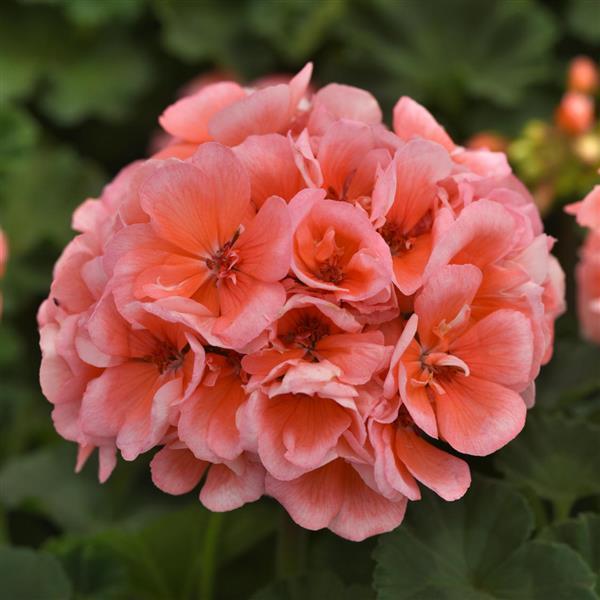 Presto™ Salmon Zonal Geranium - Bloom