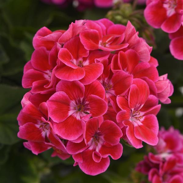 Presto Rose Flare Zonal Geranium