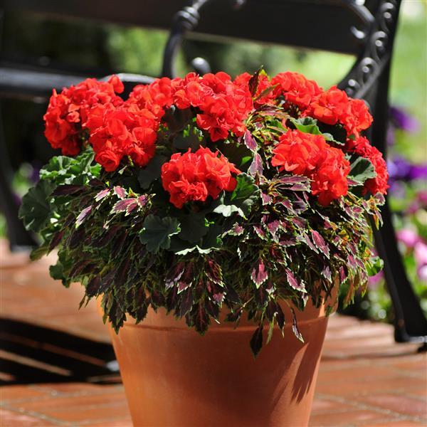 Presto™ Deep Scarlet Zonal Geranium - Container