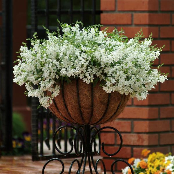 AngelMist® Spreading White Angelonia - Container