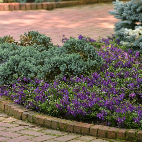 AngelMist® Spreading Dark Purple Angelonia - Commercial Landscape 1